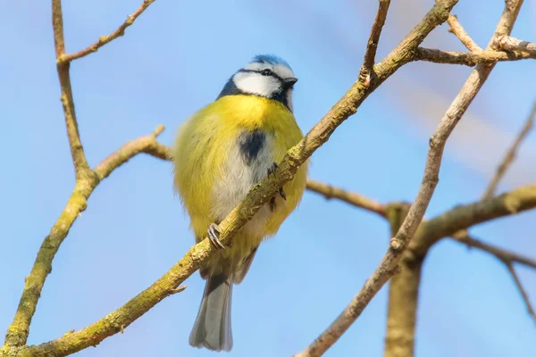 Blaumeise auf Ast, Eurasische Blaumeise, (cyanistes caeruleus) geschnitten — Stockfoto