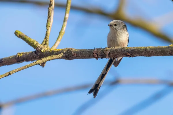 Mésange à longue queue sur la branche (Aegithalos caudatus) Petit oiseau mignon — Photo