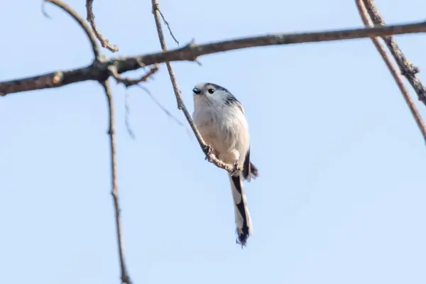 Langschwanzmeise auf Ast (aegithalos caudatus) niedlicher kleiner Vogel — Stockfoto