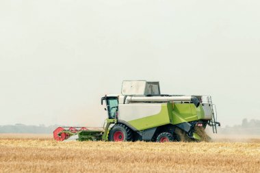 Buğday tarlasında çalışan hasat makinesini birleştirin. Buğday hasat ediyorum..