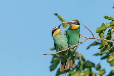 Avrupa Arı Yiyen Çifti (Merops Apiaster)