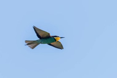Avrupa Arı Yiyen Uçuyor (Merops Apiaster)