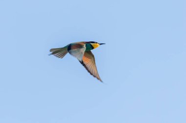 Avrupa Arı Yiyen Uçuyor (Merops Apiaster)