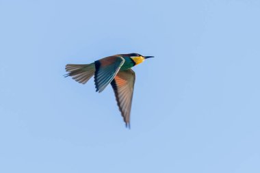 Avrupa Arı Yiyen Uçuyor (Merops Apiaster)