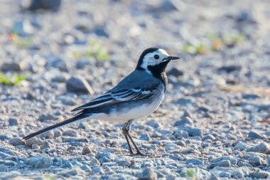 Beyaz Wagtail (Motacilla alba) Şirin Küçük Kuş