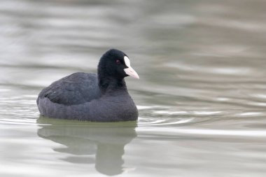 İnek yüzme (Fulica atra) Avrasya Yaban Ördeğini kapatın 