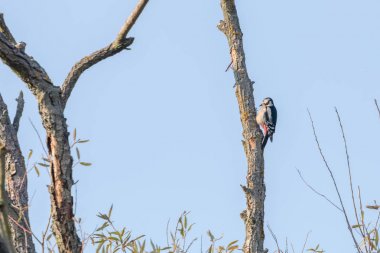 Ağaçta Büyük Benekli Ağaçkakan (Dendrocopos Major)