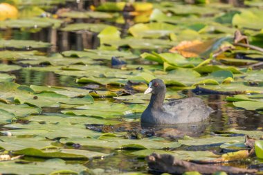 Avrasya Coot, kara ördek, ortak Sakarmeke (Fulica atra)