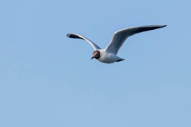 Uçan Martı, Kara Kafalı Martı (Larus ridibundus)