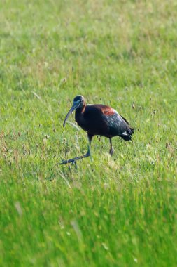 Parlak Aynak (Plegadis falcinellus) Doğal Habita Kuş Wading