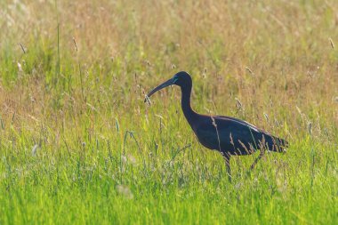 Parlak Aynak (Plegadis falcinellus) Doğal Habita Kuş Wading