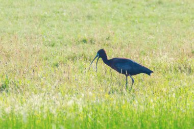 Parlak Aynak (Plegadis falcinellus) Doğal Habita Kuş Wading