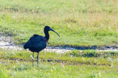 Parlak Aynak (Plegadis falcinellus) Doğal Habita Kuş Wading