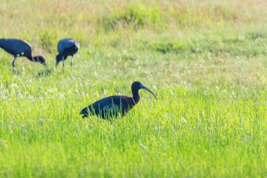 Parlak Aynak (Plegadis falcinellus) Doğal Habita Kuş Wading