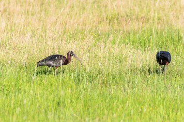 Parlak Aynak (Plegadis falcinellus) Doğal Habita Kuş Wading