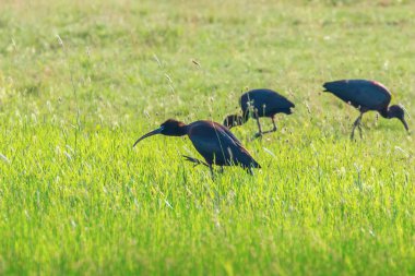 Parlak Aynak (Plegadis falcinellus) Doğal Habita Kuş Wading