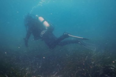 Scuba Dalgıç Yüzme Sualtı Resif Araştırıyor ve Seabe İnceler