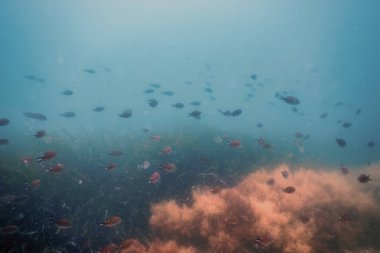 Suyun altındaki balık okulu. Suyun altındaki balıklar.