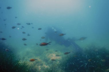 Scuba Dalgıç Yüzme Sualtı Resif Araştırıyor ve Seabe İnceler