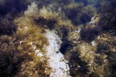 Deniz Yaşamı Su Altında Kayalar Güneş Işığı Altında Yaşam