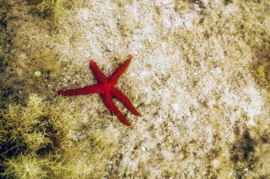 Deniz Tabanında Kızıl DenizYıldızı (Echinaster sepositus) Sualtı