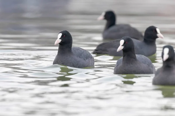 Blässhühner (Fulica atra) aus nächster Nähe — Stockfoto