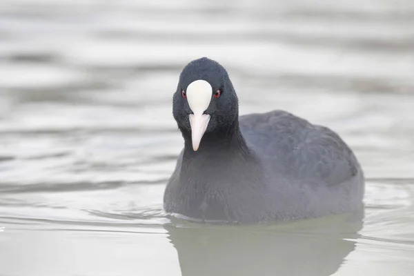 Fußbodenschwimmen (Fulica atra) aus nächster Nähe — Stockfoto