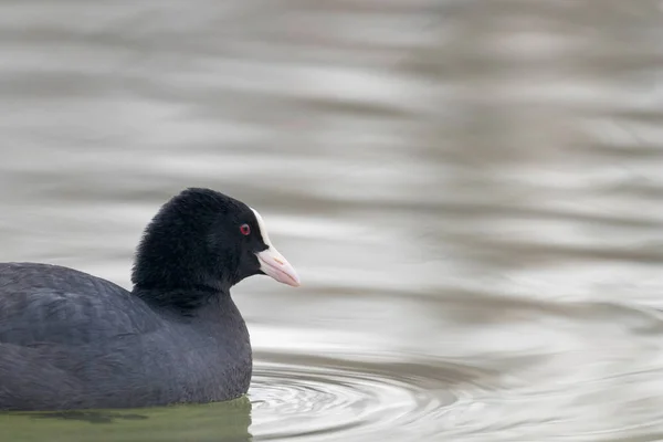 Spjälsäng simning (Fulica atra) Närbild Eurasian Coot — Stockfoto