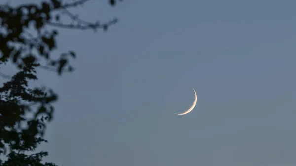 Månskära på natthimlen. Crescent Moon Tree Leafs — Stockfoto