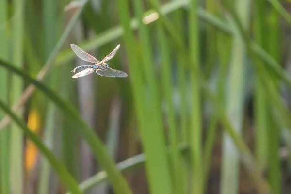 Blå kejsaren Dragonfly svävar i flykt (Anax imperator) — Stockfoto