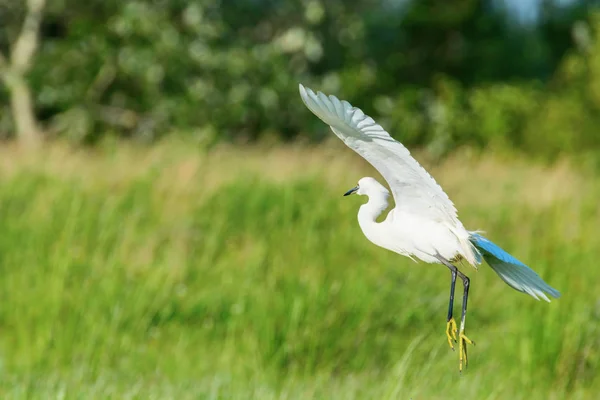 Egret velký (Ardea alba), velký bílý Egret, běžný Egret — Stock fotografie