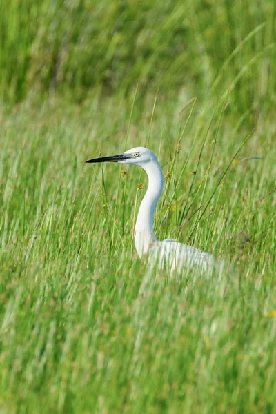 Büyük Akbalıkçıl (Ardea alba) ortak Akbalıkçıl — Stok fotoğraf