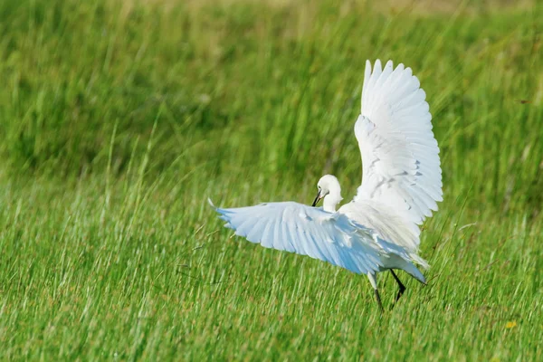 Grande Egret (Ardea alba) Egret Comum — Fotografia de Stock