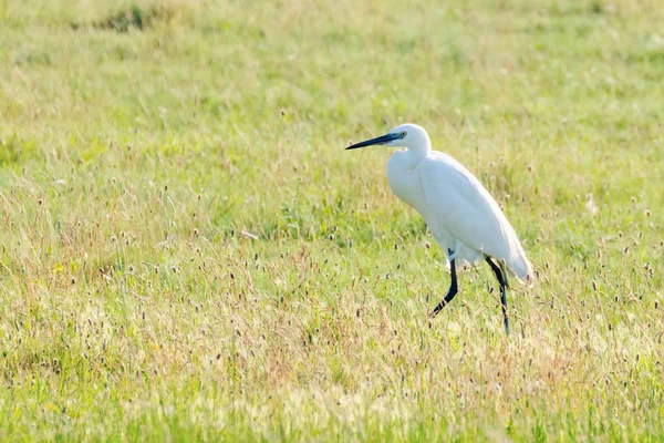 Great Egret (Ardea alba) Common Egret — Stock Photo, Image