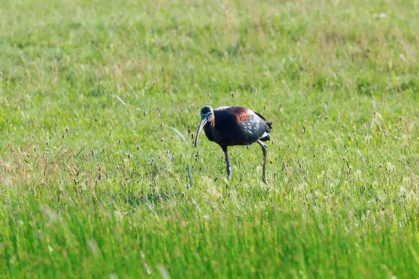 Ibis brillante (Plegadis falcinellus) ave zancuda en Habita Natural —  Fotos de Stock