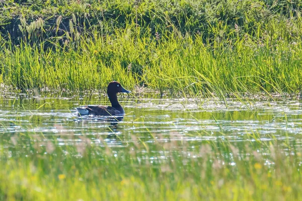 Canard rouilleux dans l'habitat naturel (Aythya nyroca) — Photo