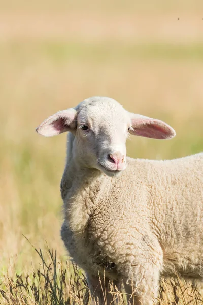 Lamm skruvar på en äng, lamm i ett fält — Stockfoto