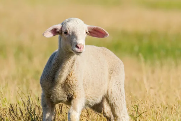 Lamm skruvar på en äng, lamm i ett fält — Stockfoto