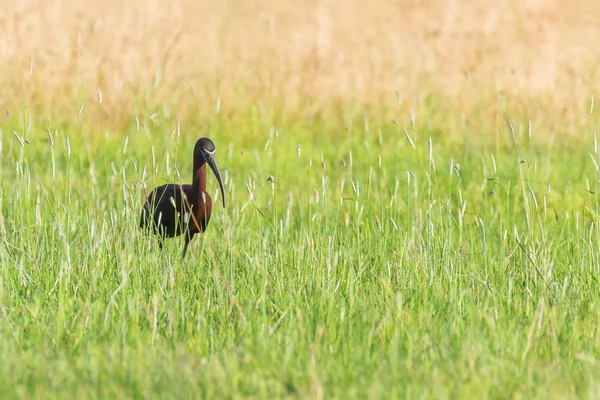 Ibis błyszczący (Plegadżety falcinellus) brodzący ptak w naturalnym habicie — Zdjęcie stockowe