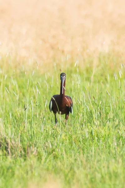 Hochglanz-Ibis (plegadis falcinellus) watender Vogel in natürlicher Umgebung — Stockfoto