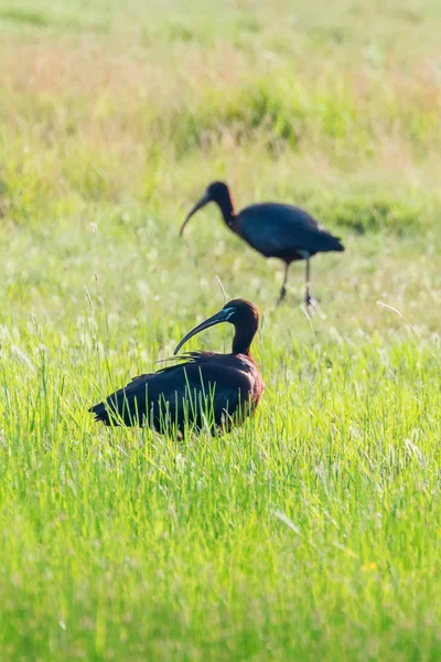 Íbis Brilhante (Plegadis falcinellus) Pássaro Deslizante em Habita Natural — Fotografia de Stock