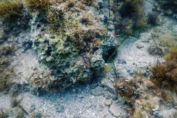 海の生命水中岩日光水中生活 — ストック写真