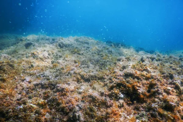 Vida marina Rocas submarinas Luz solar, Vida submarina — Foto de Stock