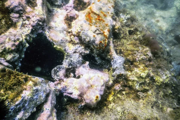 Shipwreck in the Blue Water, Rusty Shipwreck with Growing Corals — Stok Foto