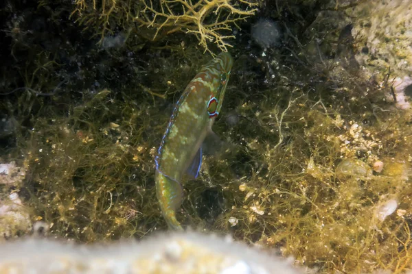 Wrasse ocellated no habitat natural (ocellatus de Symphodus) Underw — Fotografia de Stock