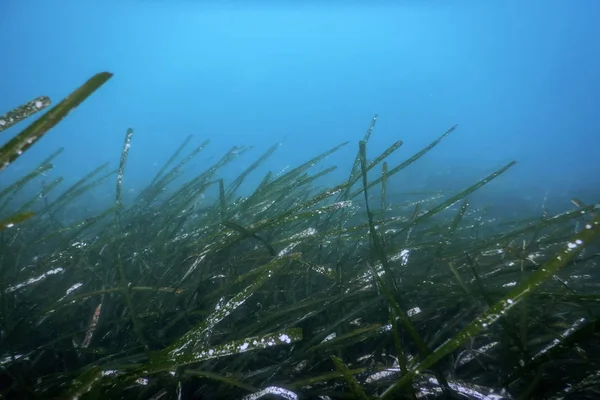 Seegras unter Wasser, Unterwasser Nahaufnahme Grünes Seegras — Stockfoto