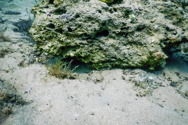 Meeresleben Unterwasser Felsen Sonnenlicht, Unterwasser Leben — Stockfoto