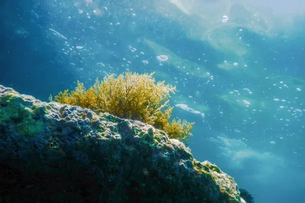 海藻，海藻水下，海藻浅水近表面 — 图库照片