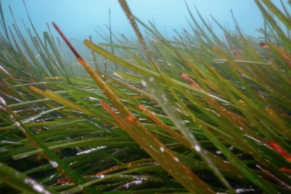 海の草水中の閉鎖緑の海の草 — ストック写真