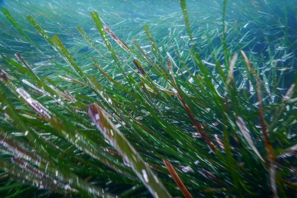 水底绿海草，海草水底 — 图库照片